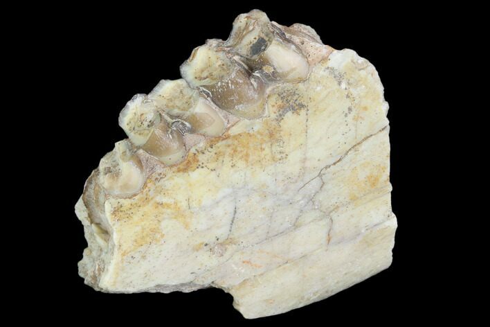 Oreodont (Leptauchenia) Jaw Section - South Dakota #101844